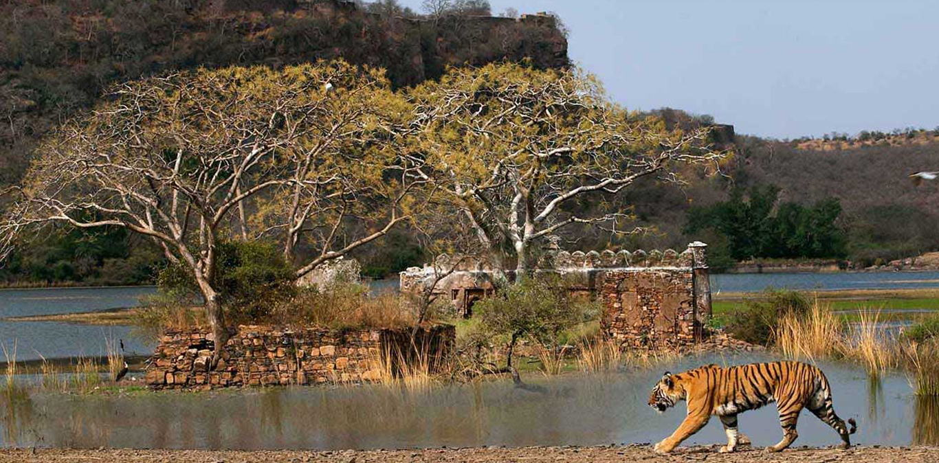 rajasthan